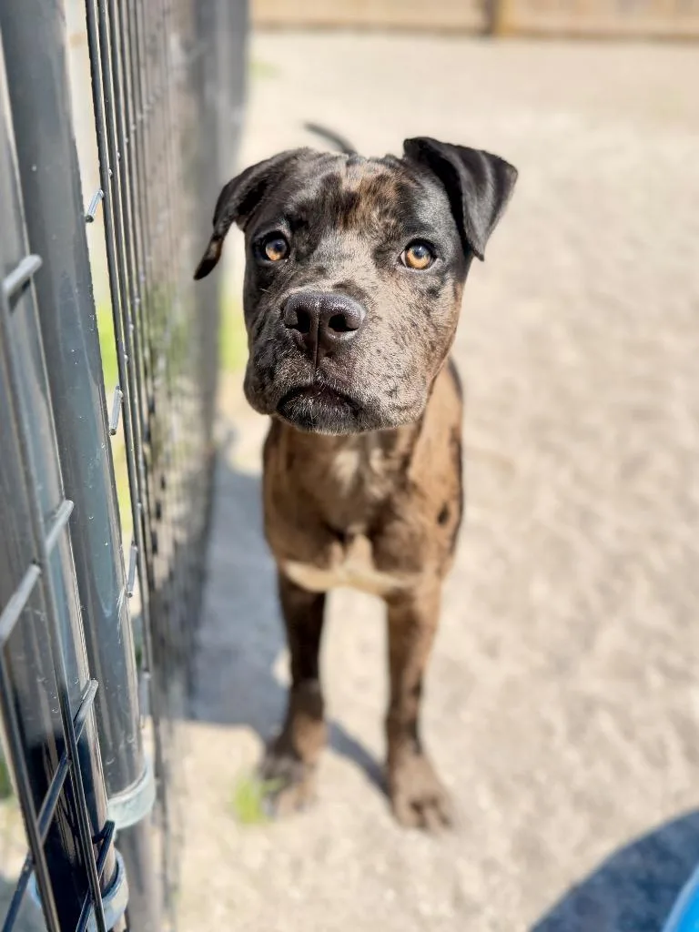 A baby medium-sized male Cane Corso dog named C Hagrid for adoption in Muskegon, MI