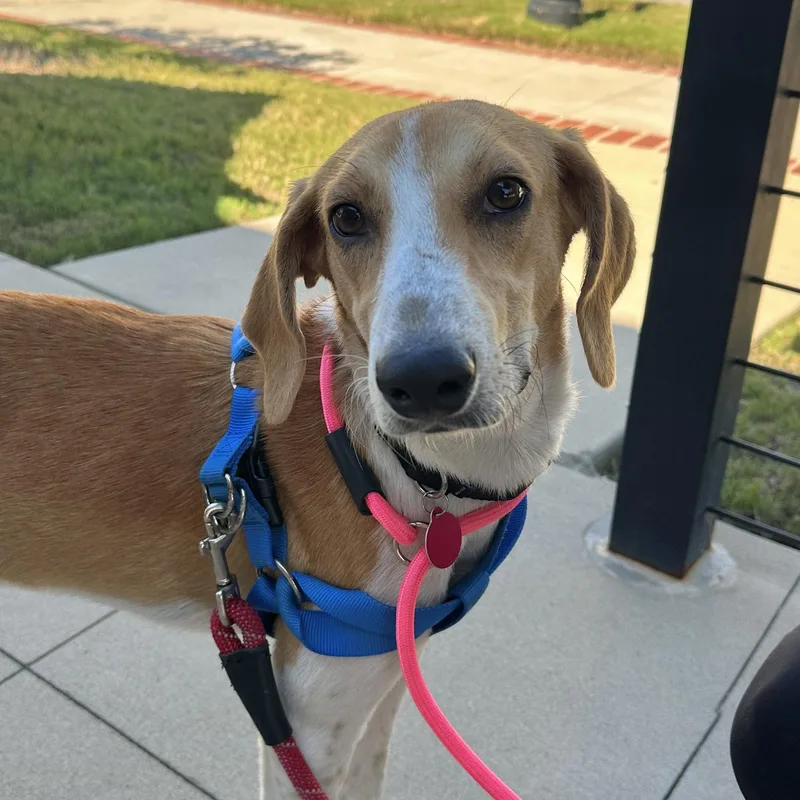 A young medium-sized male Yellow / Tan / Blond / Fawn Hound dog named Archie for adoption in Columbia, SC
