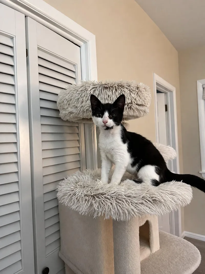 A baby medium-sized female Black & White / Tuxedo Domestic Short Hair cat named Daisy for adoption in Stewartsville, NJ