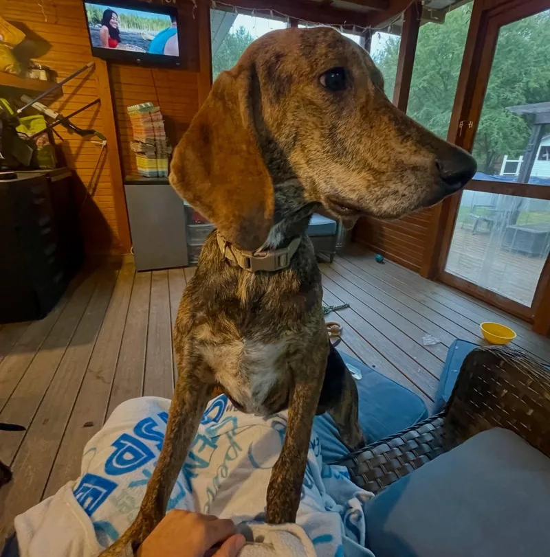 An adult medium-sized male Brindle Coonhound dog named Levi for adoption in Raleigh, NC