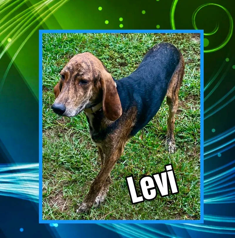 Levi thumbnail 4