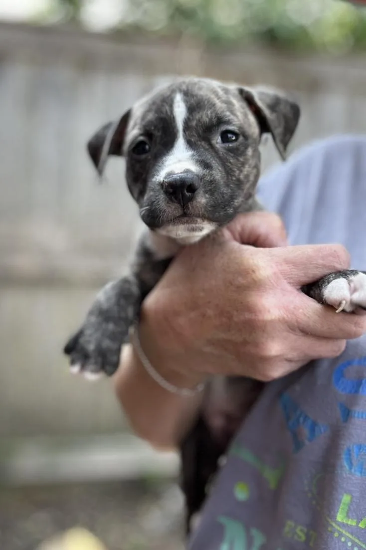 A baby medium-sized male Brindle American Staffordshire Terrier dog named T for adoption in Wonder Lake, IL