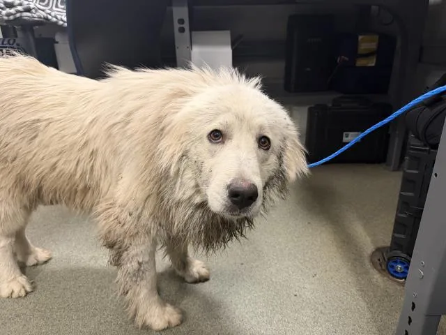 A young extra large-sized female Great Pyrenees dog named Cc for adoption in Dallas, TX