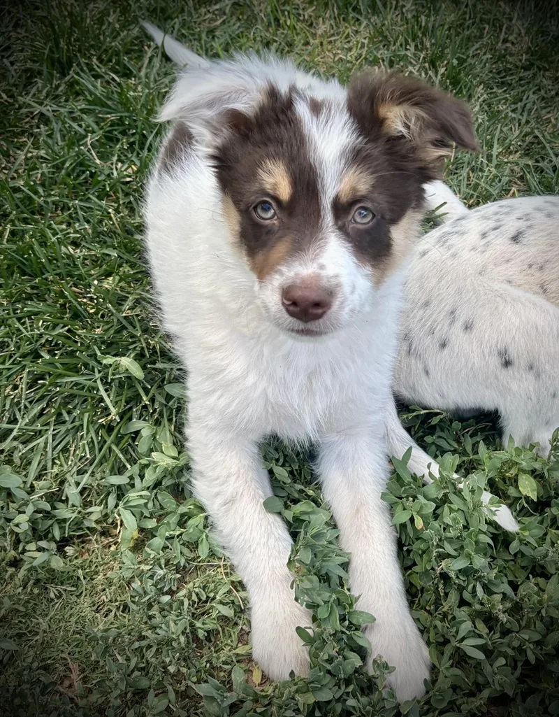 Ringo