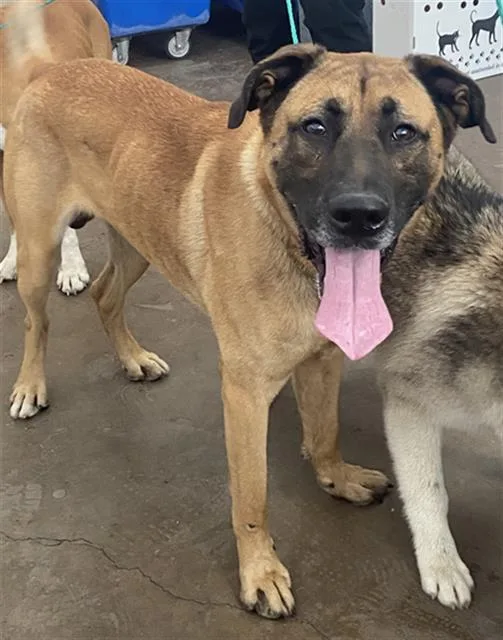 An adult large-sized male Mixed Breed dog named Limp Biscuit for adoption in Dallas, TX