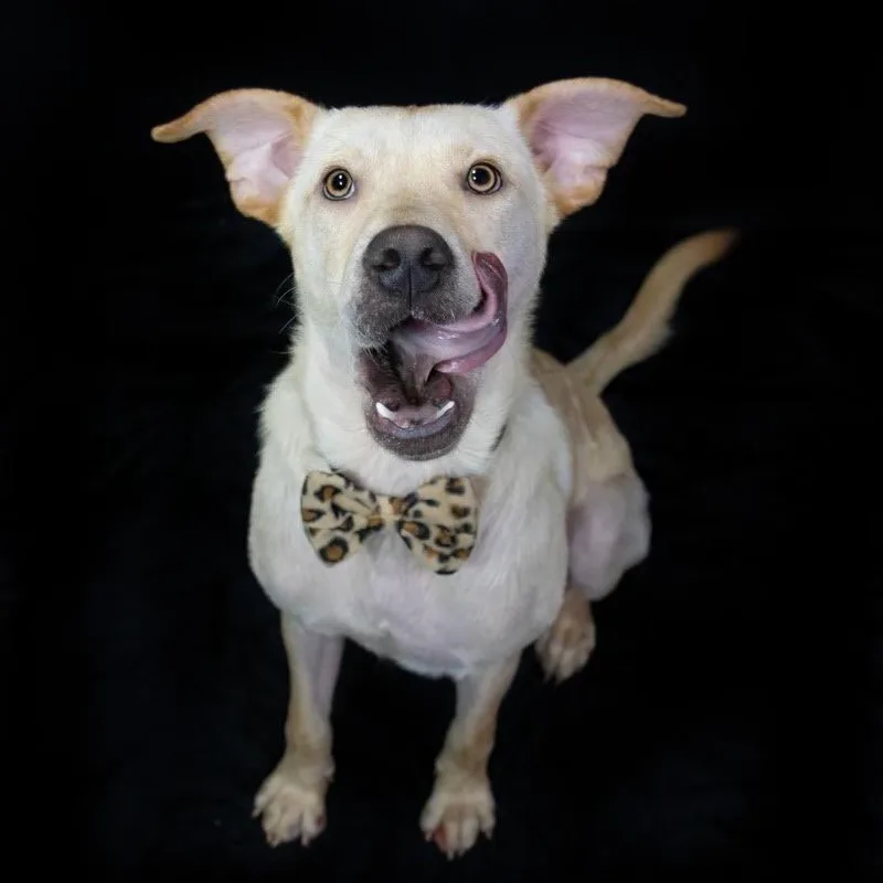 A young medium-sized male Yellow / Tan / Blond / Fawn Labrador Retriever dog named Joey for adoption in Northbrook, IL