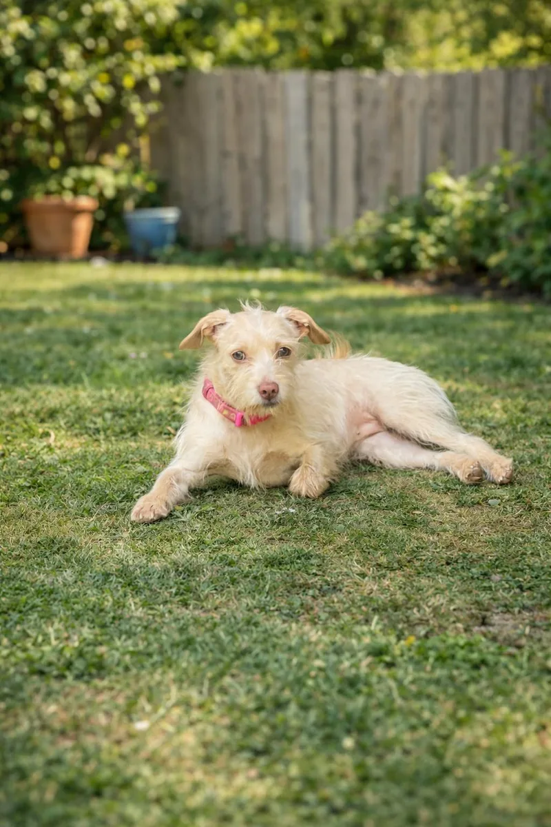 A young small-sized female Terrier dog named Winter for adoption in Georgetown , CA