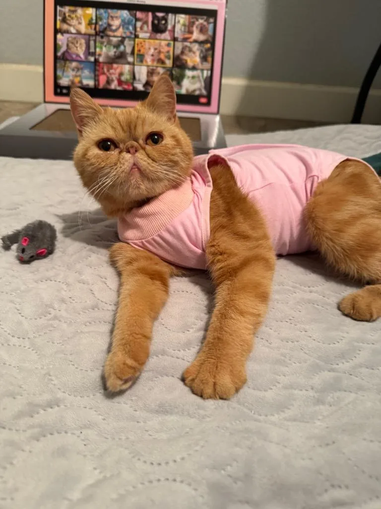 An adult medium-sized female Exotic Shorthair cat named Shazli for adoption in San Antonio, TX