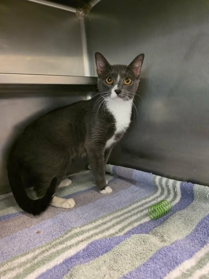An adult medium-sized female Gray & White Domestic Short Hair cat named Zambezi for adoption in Umatilla, FL