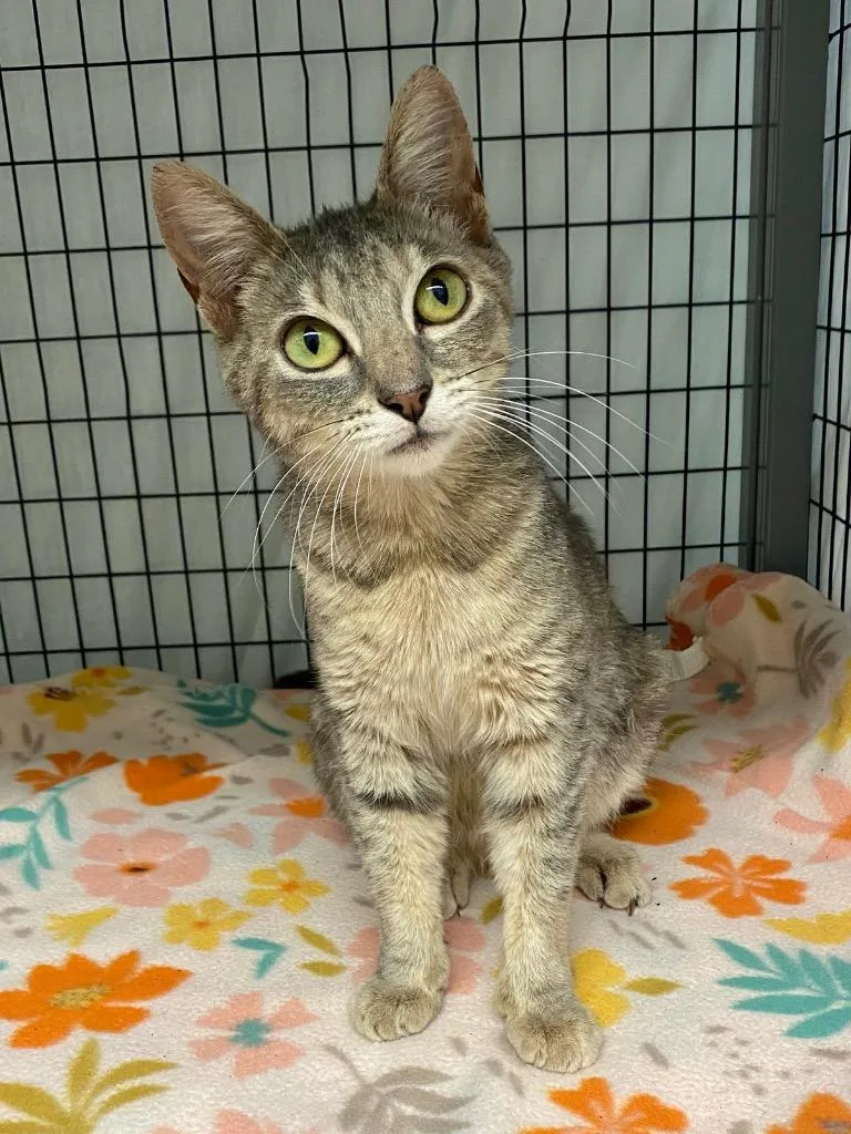 A baby small-sized female Domestic Short Hair cat named Ayla for adoption in Grants Pass, OR