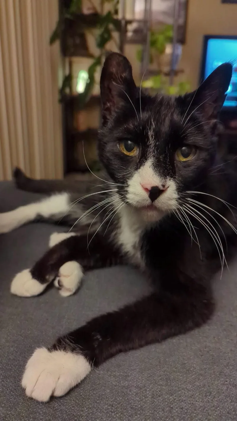 A senior medium-sized male Black & White / Tuxedo Domestic Short Hair cat named Bo for adoption in Manhattan, KS