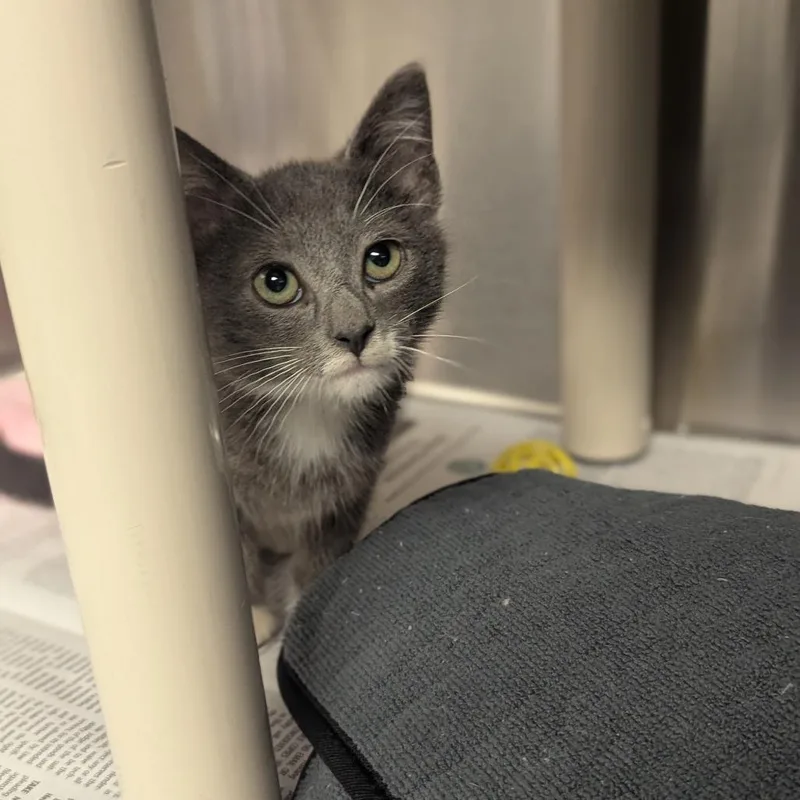A baby small-sized female Gray / Blue / Silver Domestic Short Hair cat named Birdie Lee for adoption in Hendersonville, NC
