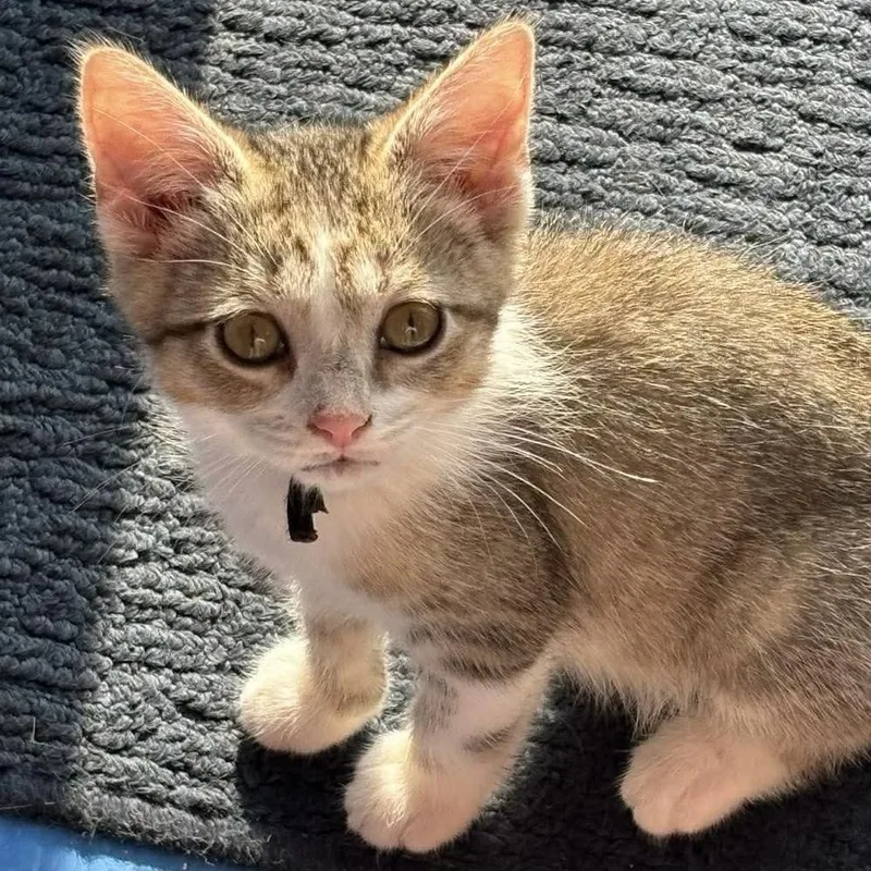 A baby small-sized female Gray & White Domestic Short Hair cat named Sheena for adoption in Chicago, IL