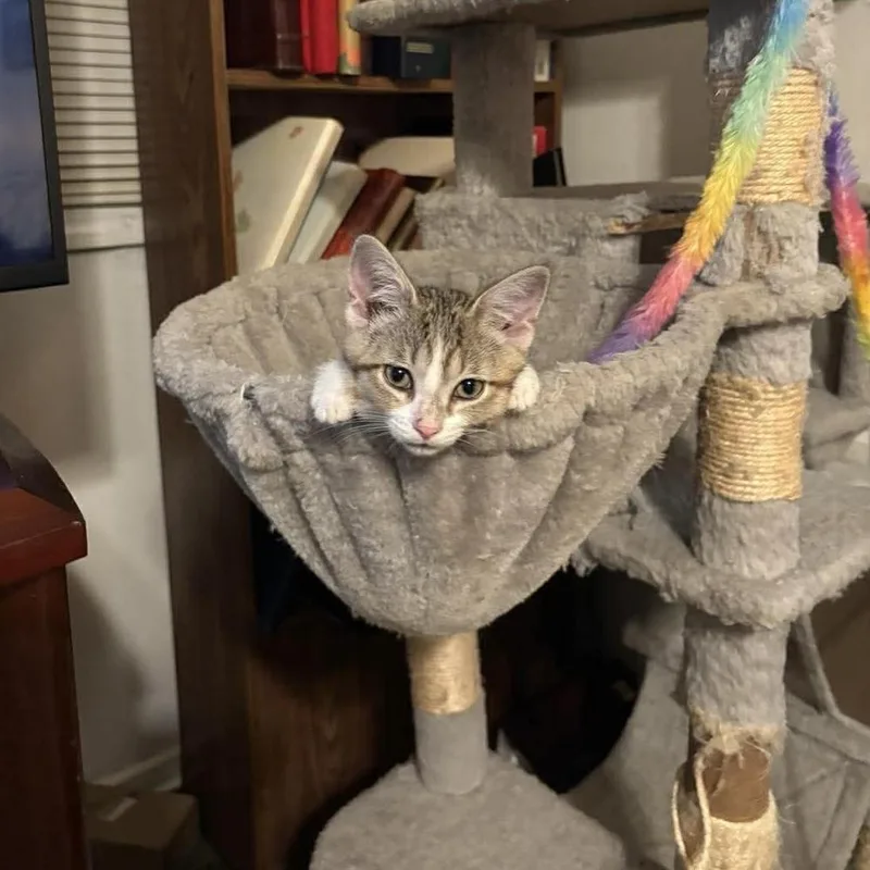 Sheena thumbnail 4