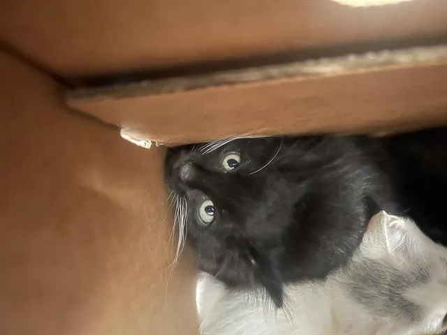 A baby medium-sized male Domestic Short Hair cat named Caden for adoption in Dallas, TX