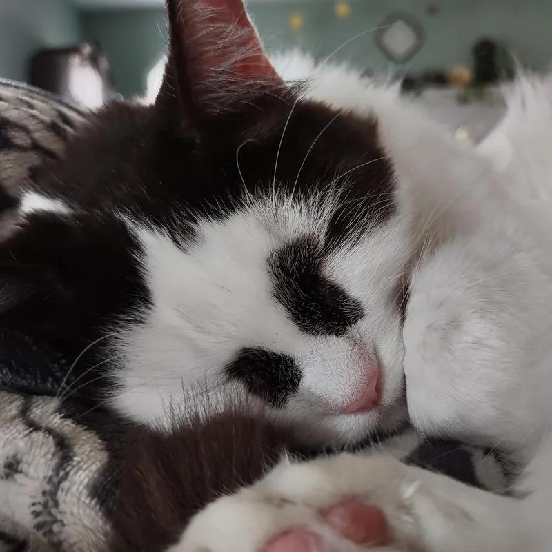 Tizzy thumbnail 2