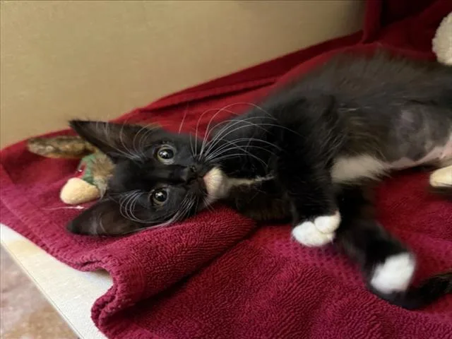 A baby small-sized female Black & White / Tuxedo Domestic Short Hair cat named Cuckoo for adoption in Woodland, CA