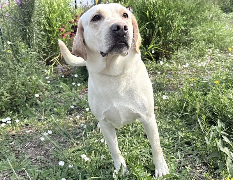 An adult large-sized male Yellow / Tan / Blond / Fawn Labrador Retriever dog named Charlie for adoption in Columbus, IN