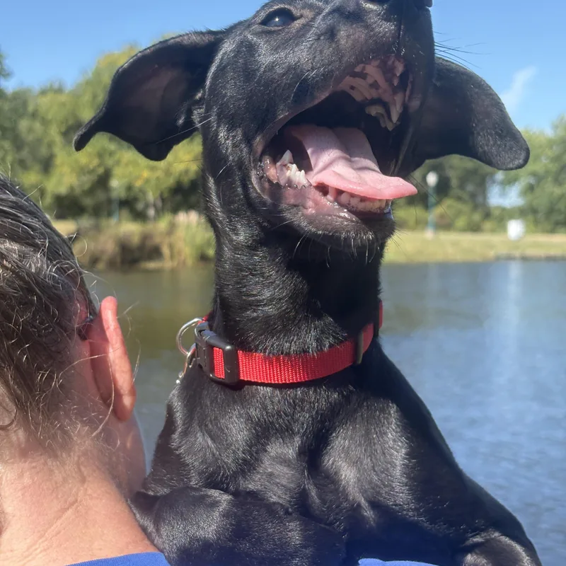 A baby medium-sized female Black Labrador Retriever dog named DOLLY a smile girl for adoption in Cypress, TX