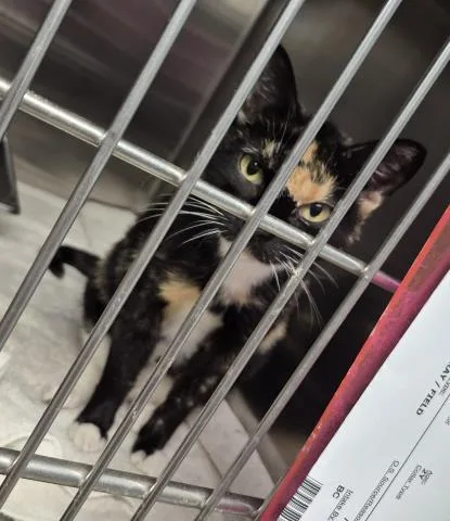A young medium-sized female Domestic Short Hair cat named Alecto for adoption in Decatur, IL