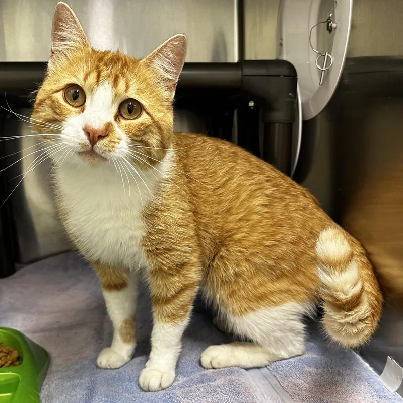 An adult large-sized male Orange / Red Domestic Short Hair cat named Jax for adoption in Warrensburg, MO
