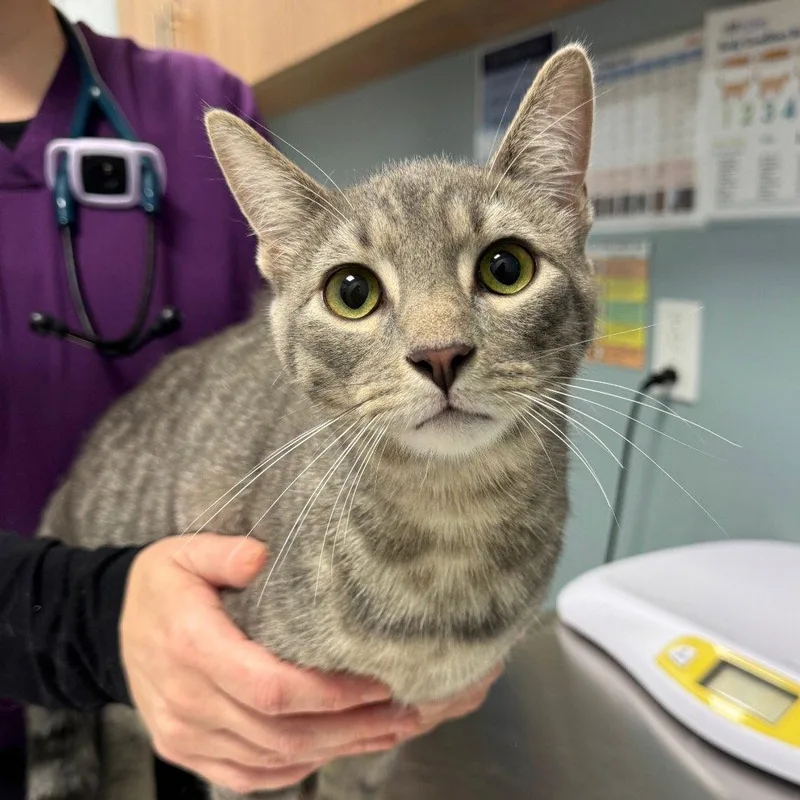 An adult medium-sized male Gray / Blue / Silver Domestic Short Hair cat named Pete for adoption in New Castle, DE