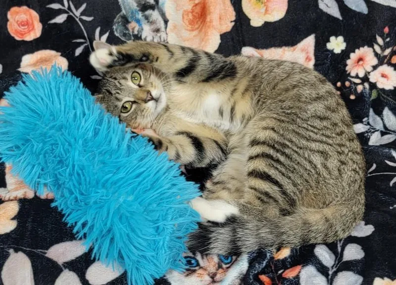A young medium-sized male Domestic Short Hair cat named Larry Allen for adoption in Somerset, KY