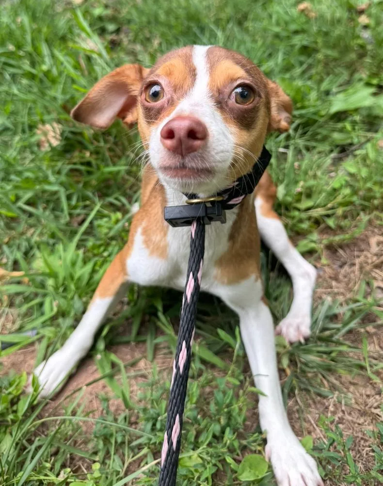 A baby small-sized female Bicolor Chihuahua dog named Lili for adoption in Hamden, CT
