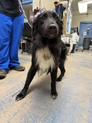 An adult medium-sized male Border Collie dog named Boots for adoption in Inverness, FL