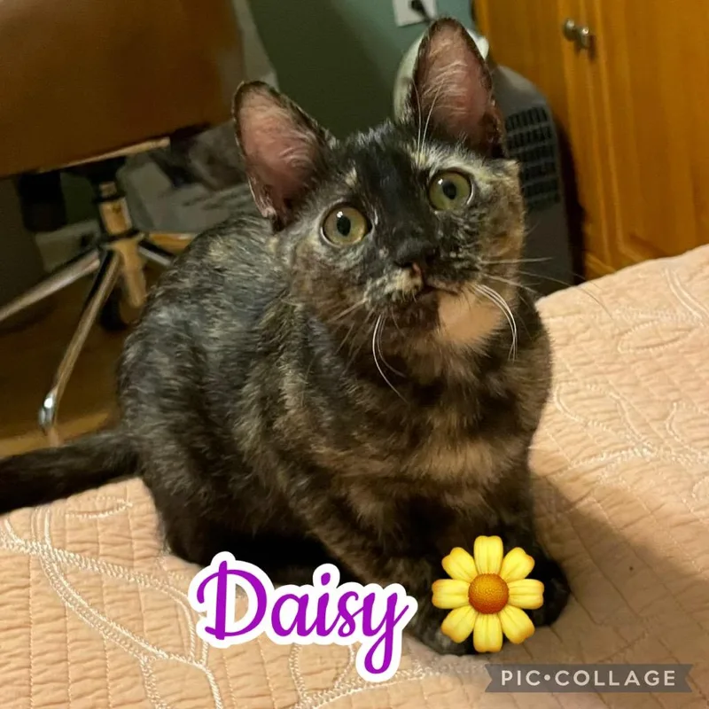 Daisy thumbnail 2