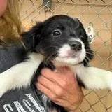 A baby small-sized female Black Dachshund dog named Mona for adoption in Alexandria, VA