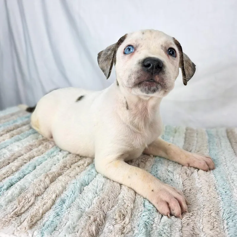 A baby small-sized female White / Cream Terrier dog named Banana for adoption in Lufkin, TX
