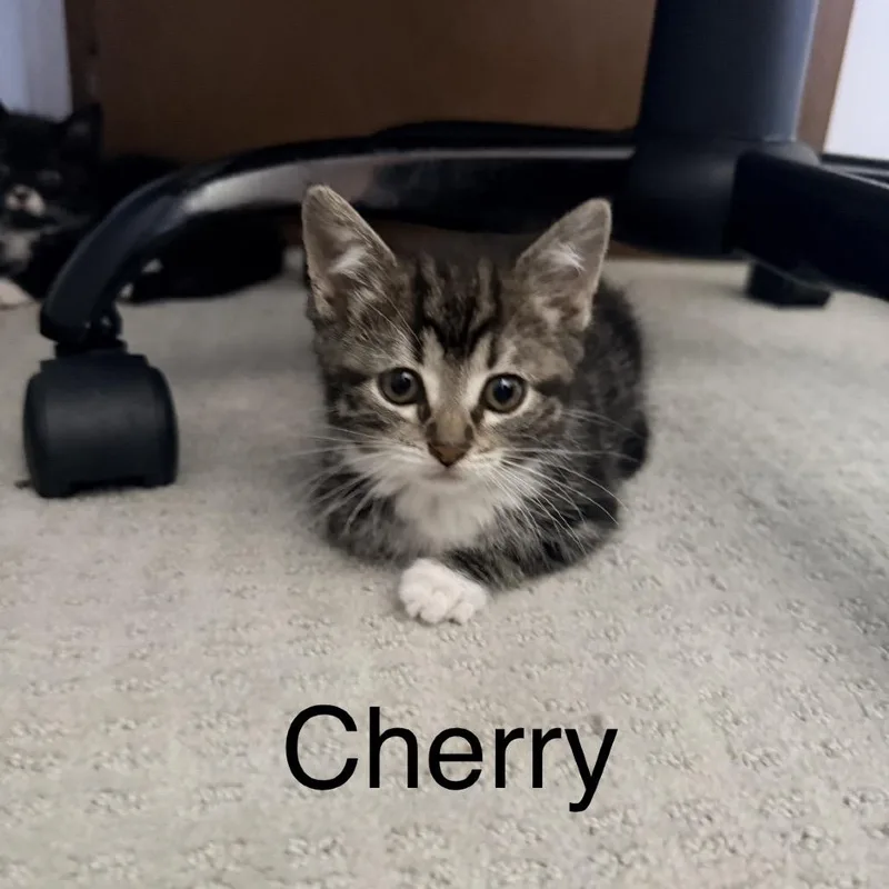 A baby small-sized female Black Domestic Short Hair cat named Cherry for adoption in Ferndale, MI