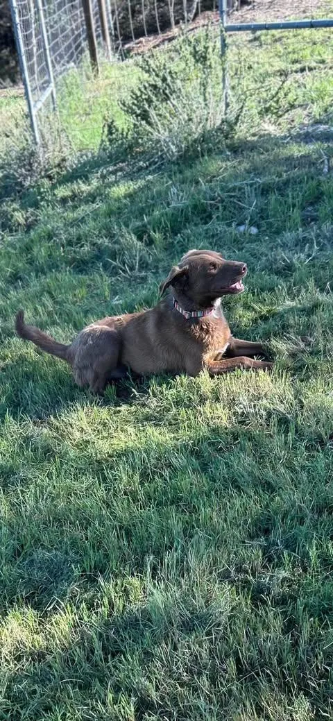 A young medium-sized male Brown / Chocolate Labrador Retriever dog named Murphy for adoption in Vernon, CT