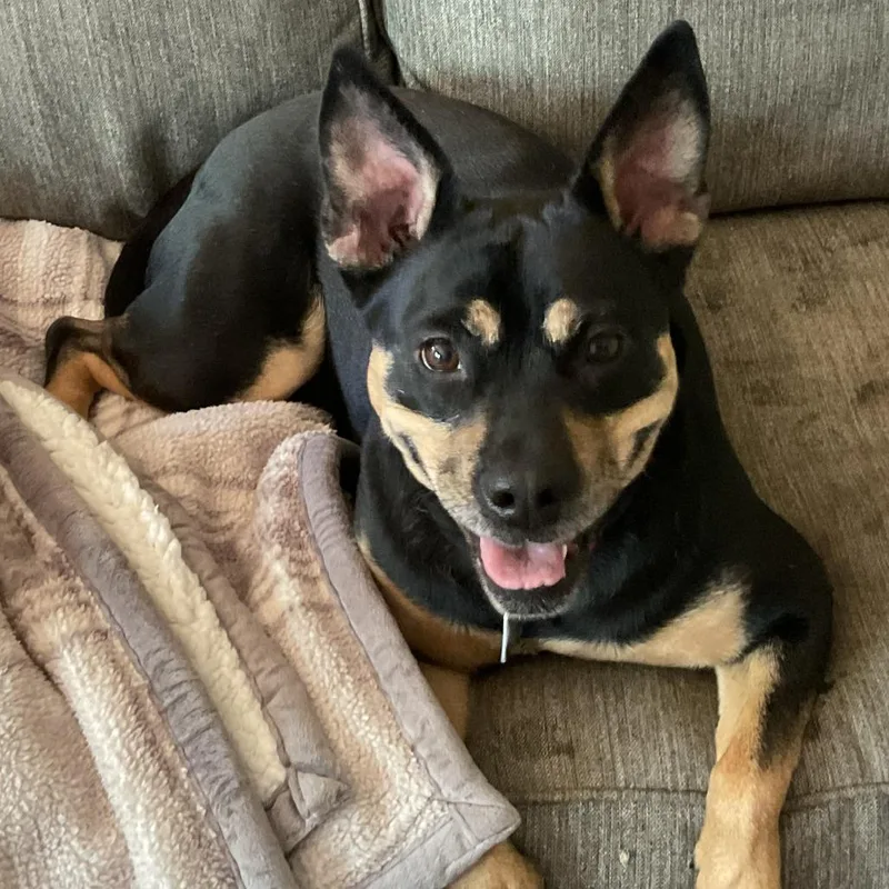 An adult medium-sized female Black Mixed Breed dog named Gretchen for adoption in Waynesville, NC