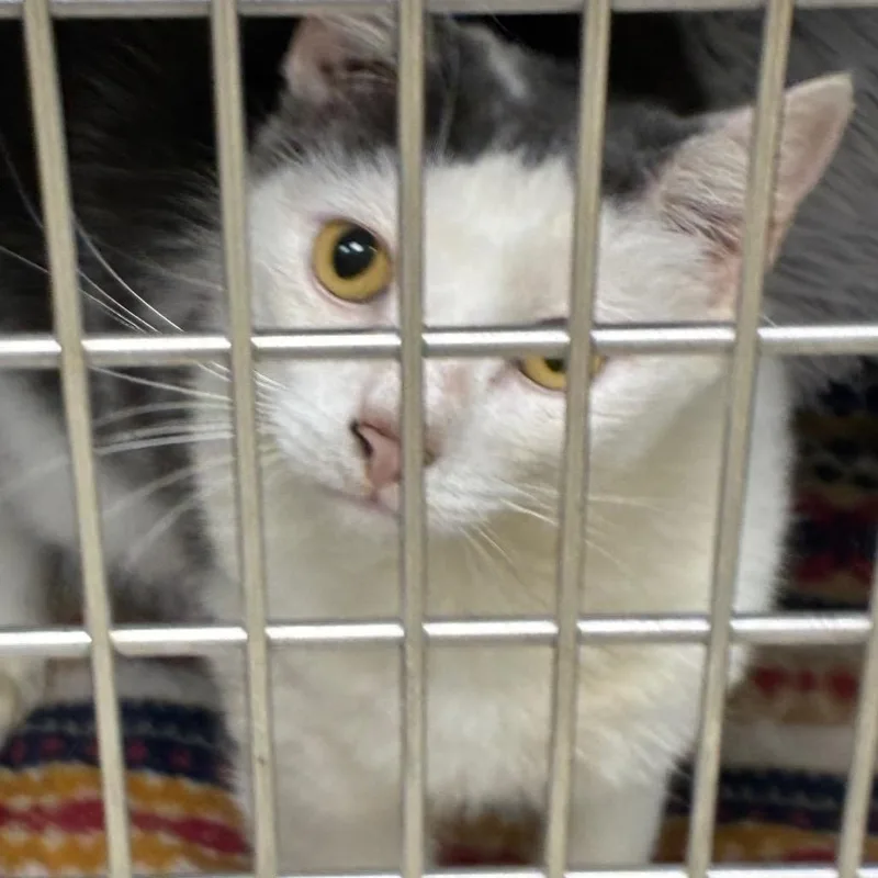 A young large-sized male Gray / Blue / Silver Domestic Short Hair cat named Frisco for adoption in Huntsville, AL