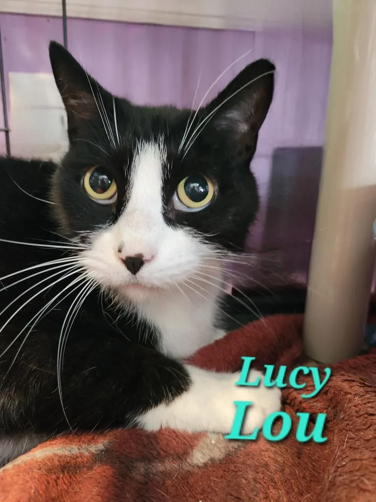 A senior medium-sized female Domestic Short Hair cat named Lucy Lou for adoption in Cambridge, MD
