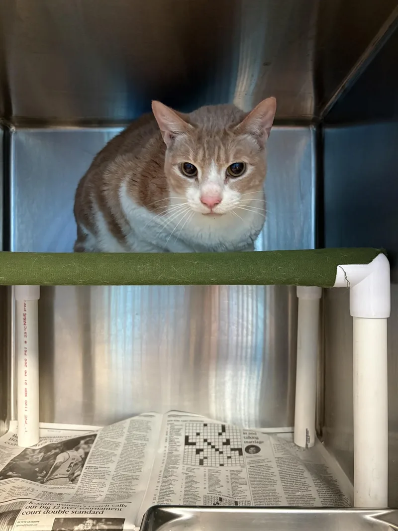 An adult medium-sized male Domestic Short Hair cat named "benji" for adoption in Leavenworth, KS