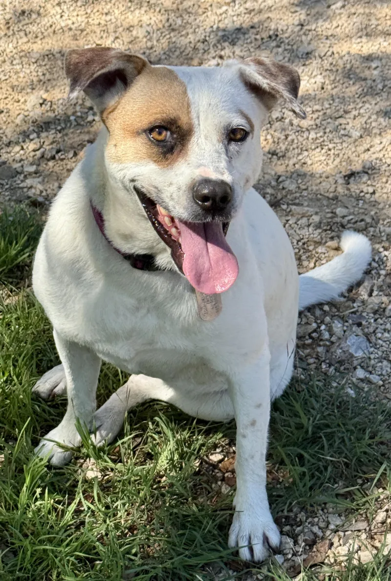 An adult medium-sized female White / Cream Boxer dog named Jewel for adoption in Hondo, TX