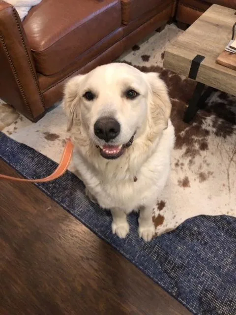 An adult large-sized male Great Pyrenees dog named Al Pacino for adoption in Whitewright, TX
