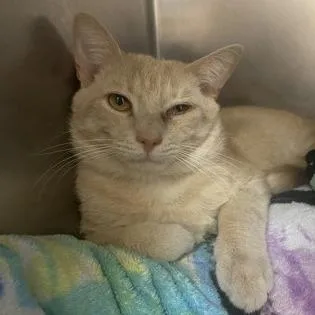 Whoppers thumbnail 2