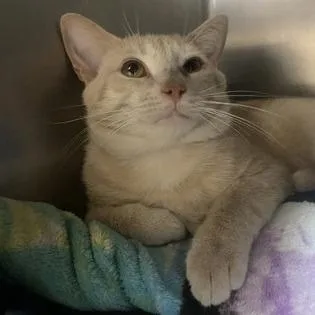 Whoppers thumbnail 3