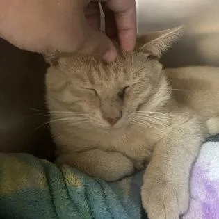 Whoppers thumbnail 4