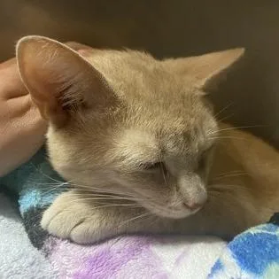 Whoppers thumbnail 5