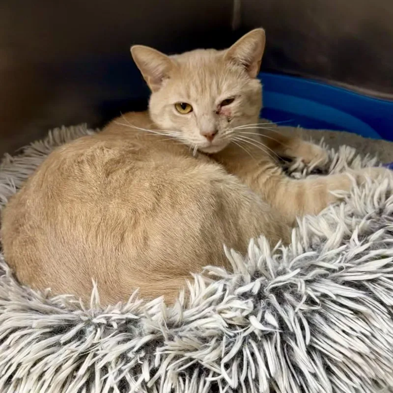 Whoppers thumbnail 6