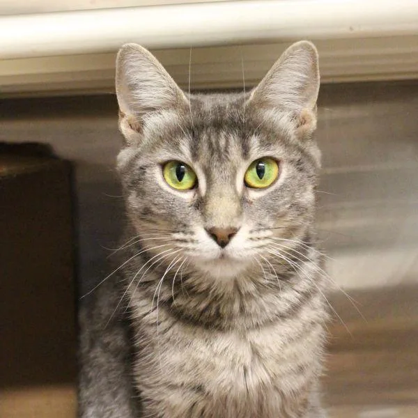 A young small-sized female Domestic Short Hair cat named Alice for adoption in Des Moines, IA