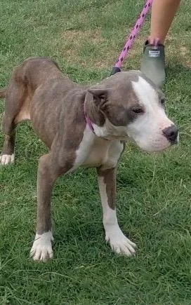An adult medium-sized female Pit Bull Terrier dog named June Bug what for adoption in Charlottesville, VA