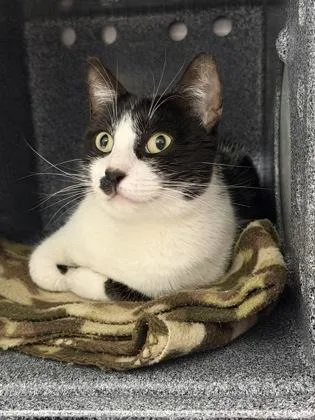 An adult medium-sized female Domestic Short Hair cat named Daisy for adoption in Daytona Beach, FL