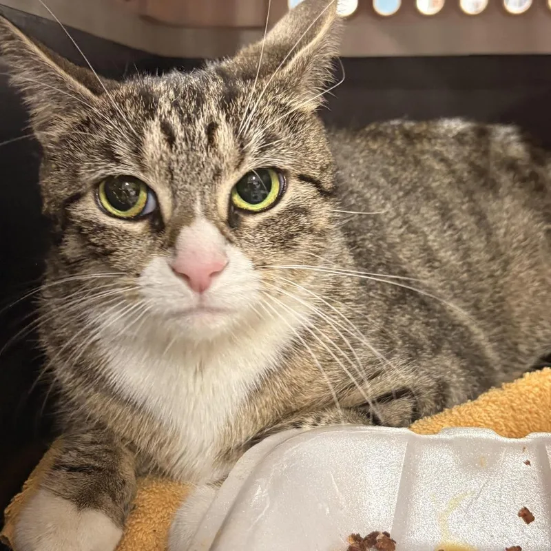A young medium-sized female Brown / Chocolate Domestic Short Hair cat named Luli for adoption in Weimar, CA