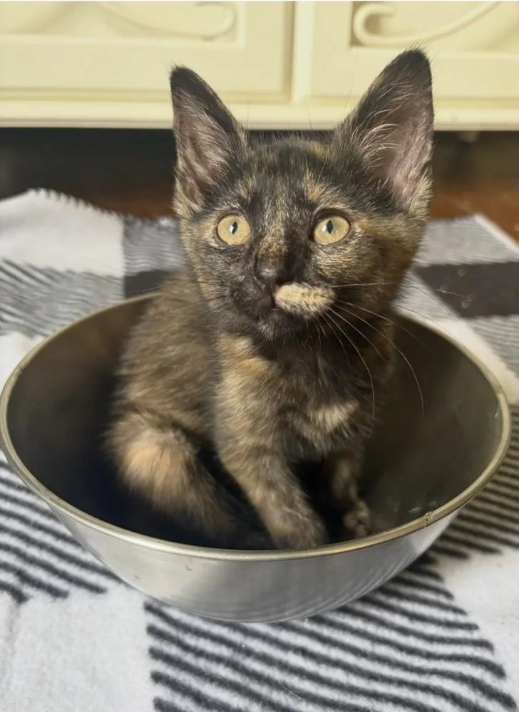 A baby medium-sized female Domestic Short Hair cat named Dragonfruit for adoption in Clinton Township, MI